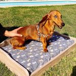 Cama para mascotas Goofy Blanco Incluye Colchon